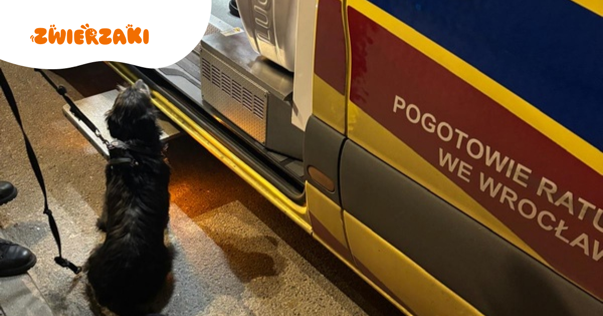 Suczka uratowała życie 71-letniego właściciela! Niezwykła historia z Wrocławia