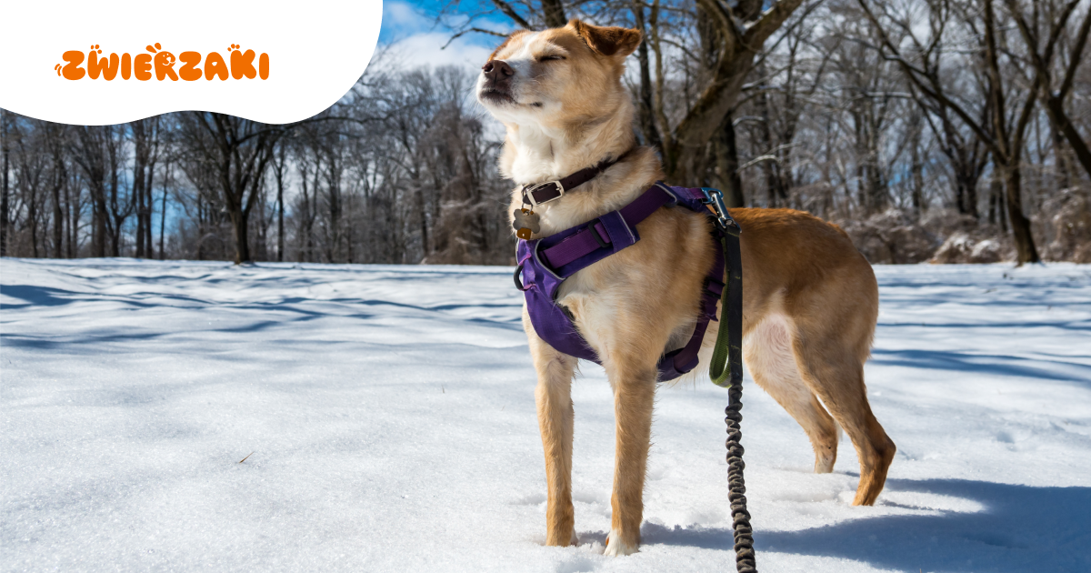 Szelki typu guard: dla jakich psów sprawdzają się najlepiej?
