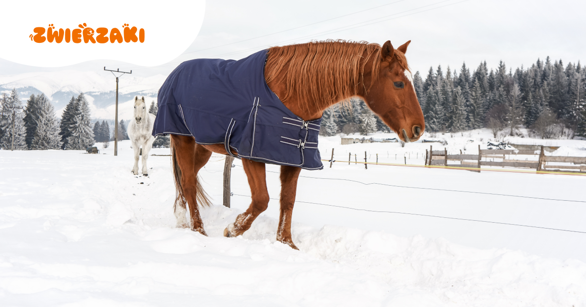 Koń zimą na padoku: jak chronić go przed wychłodzeniem?