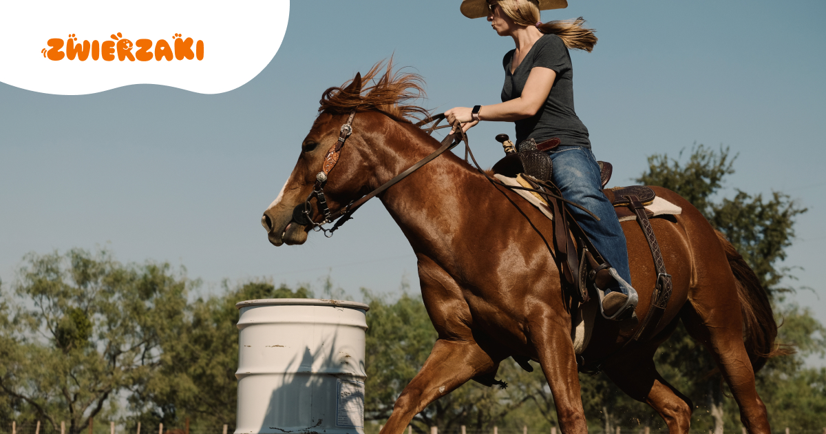 Najbardziej wszechstronna rasa świata? American quarter horse z bliska