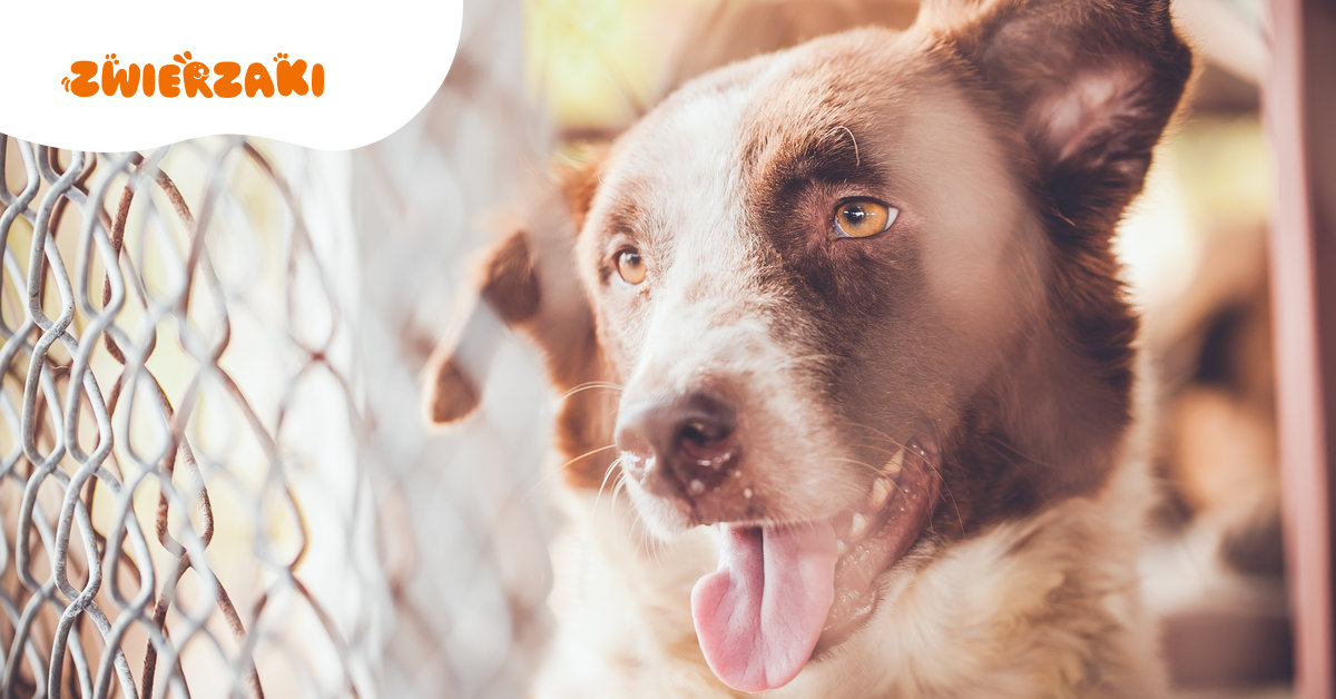 Mit czy fakt: najczęstsze obawy przed adopcją