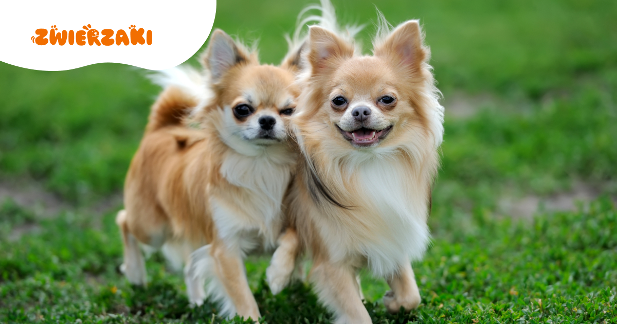 Chihuahua długowłosy – mały pies z wielkim charakterem