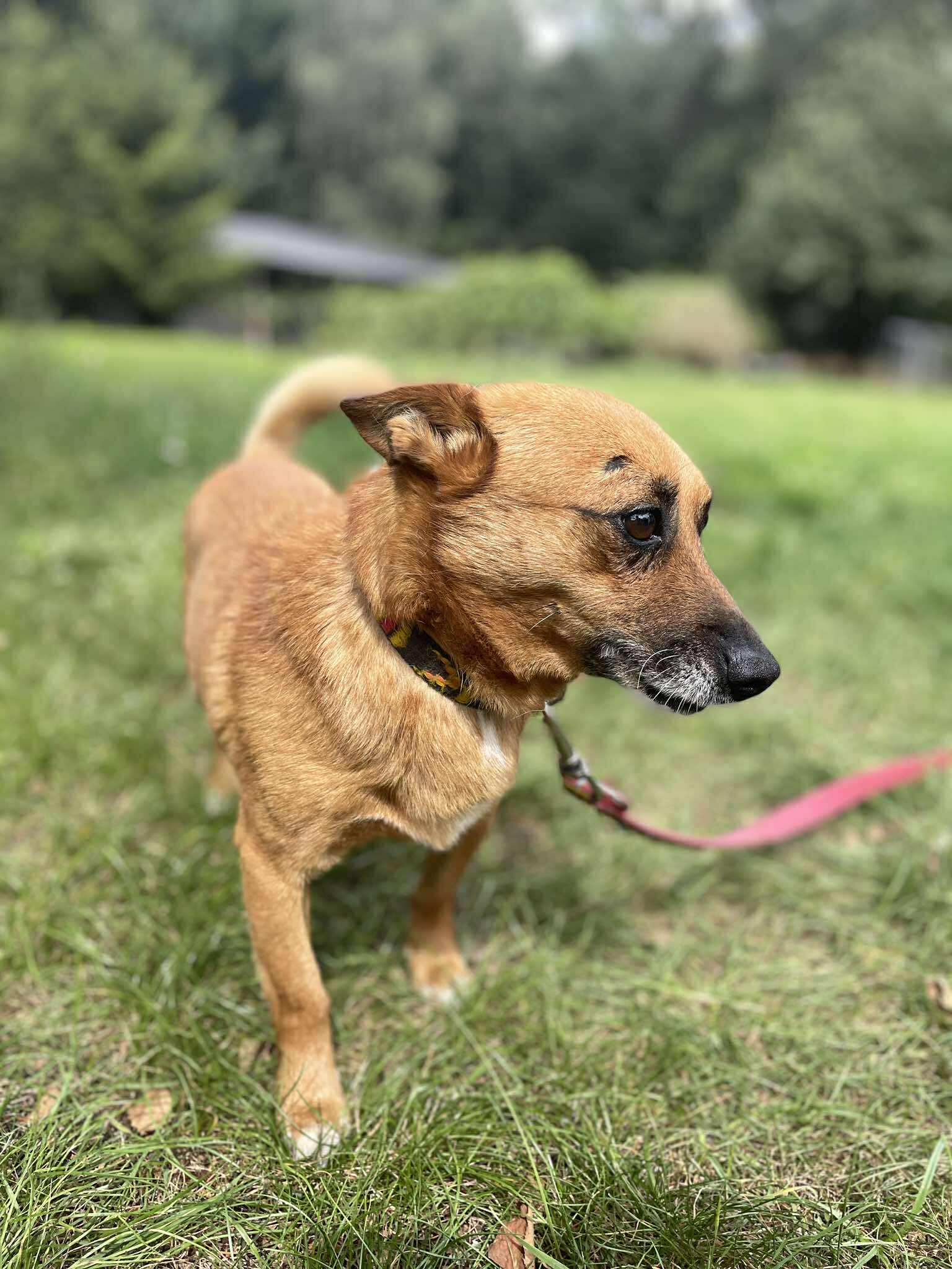 Bigos