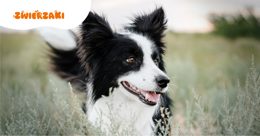 Ile ruchu potrzebuje border collie? Sprawdź, zanim wybierzesz tę rasę