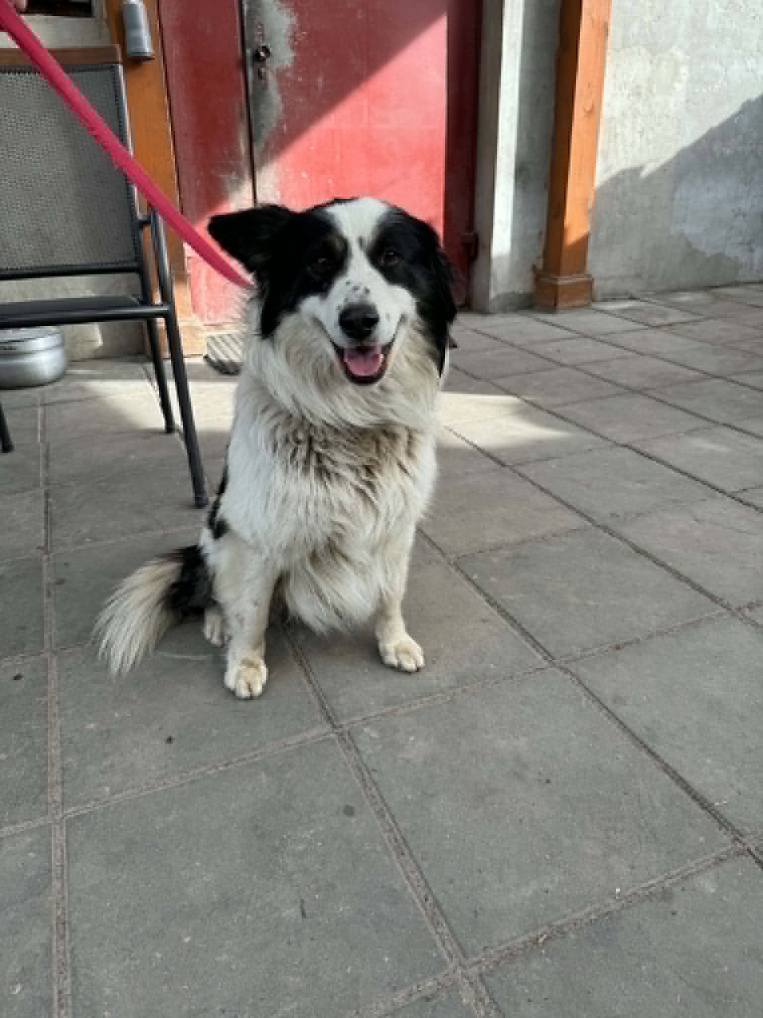 Lewy Border Colie szuka domu 