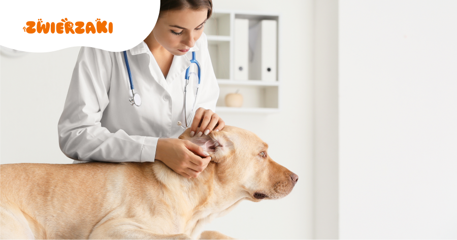Najczęstsze choroby uszu u psa: objawy i leczenie