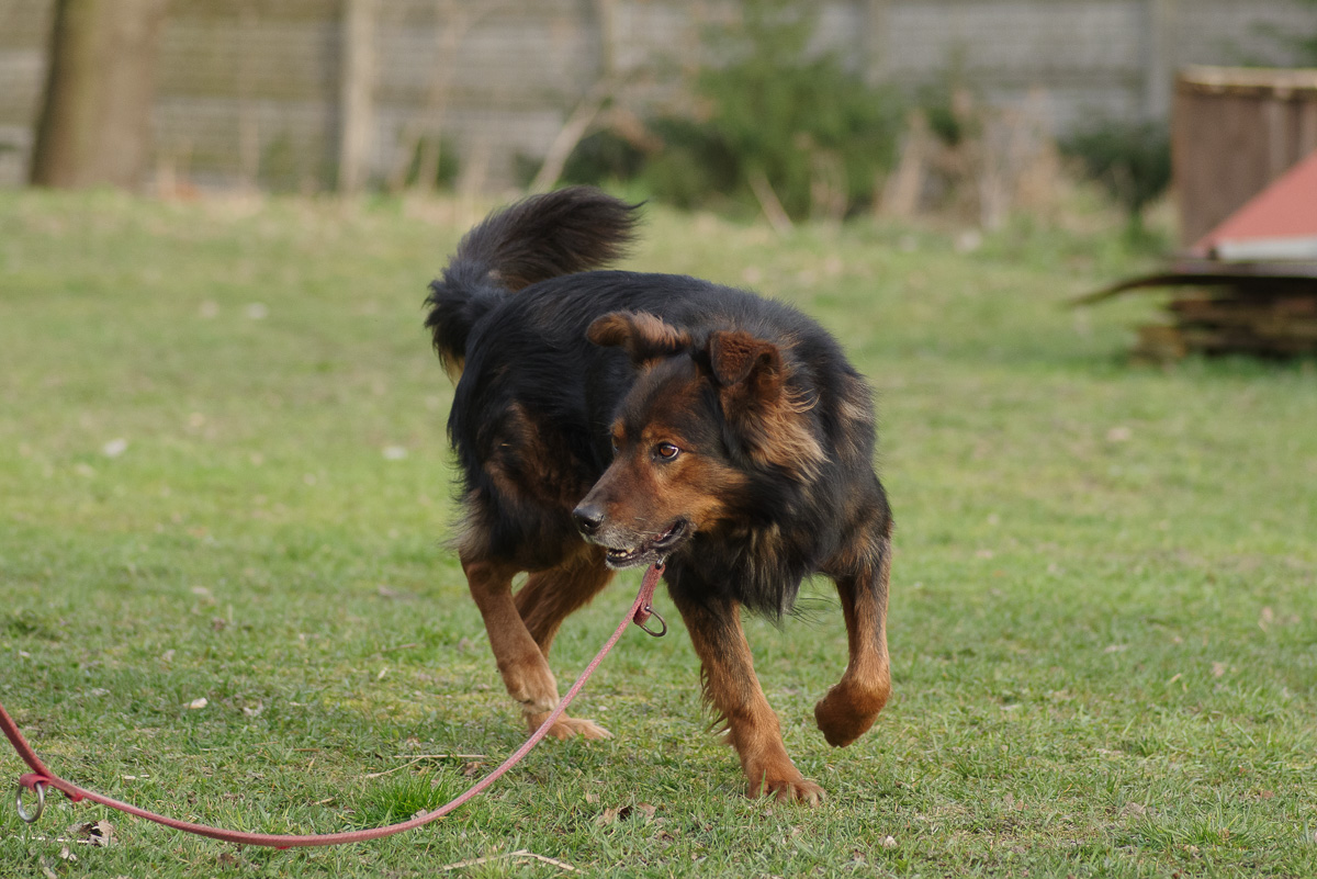 Zorro 
