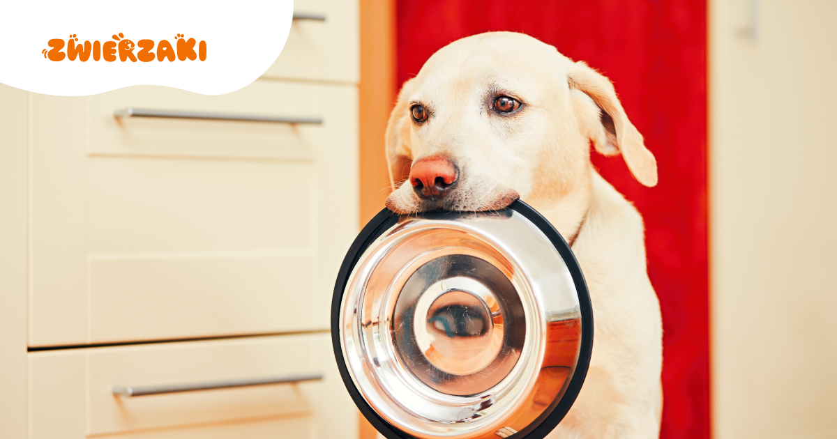 Trendy, które warto obserwować: indywidualna dieta dla psa na podstawie badań krwi