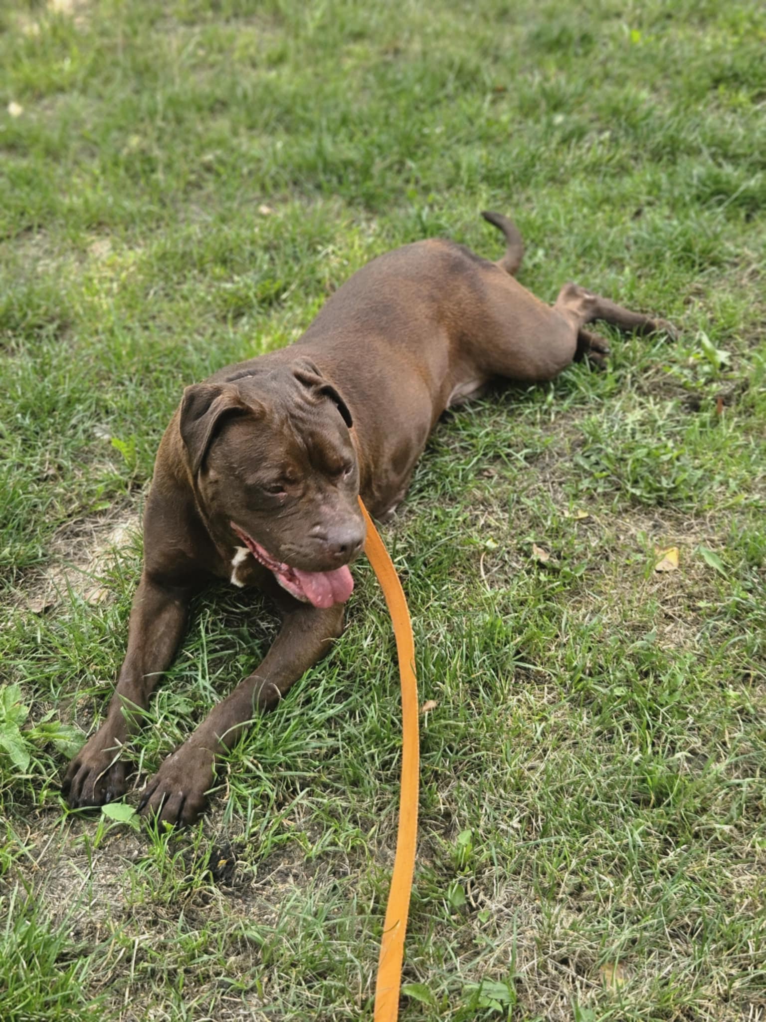 Pitbull Rednose Dasza 