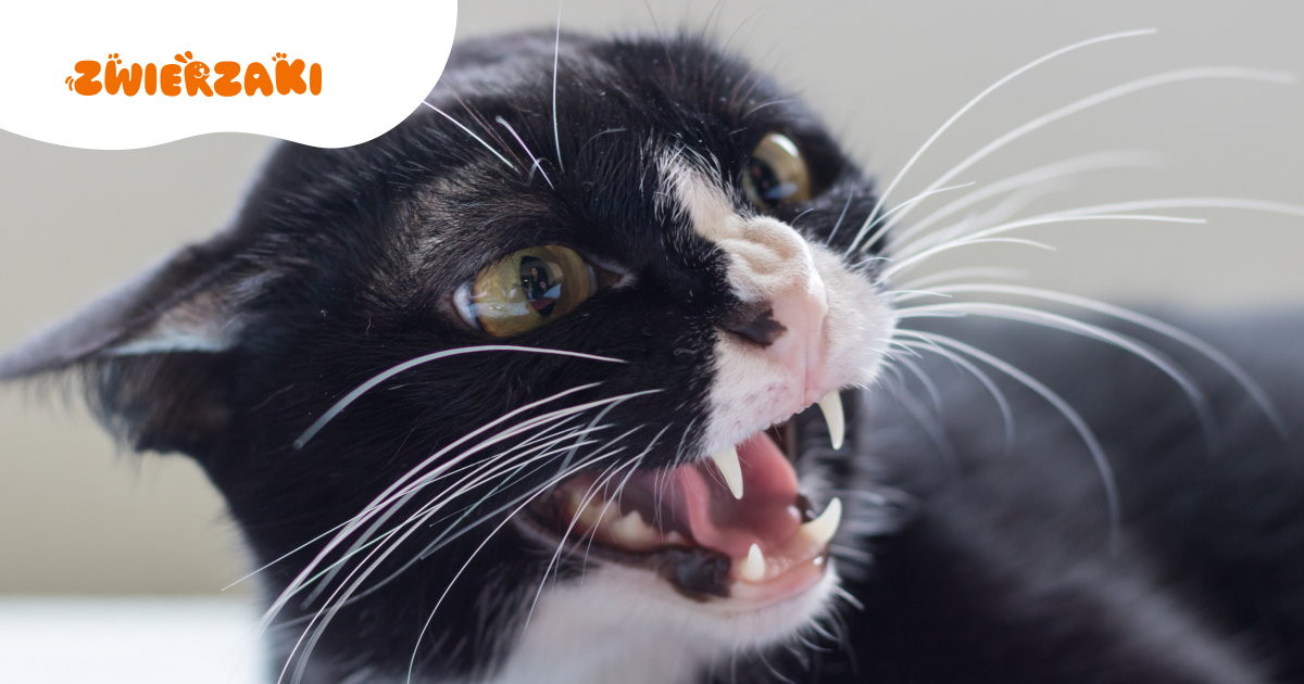 Kot nagle stał się agresywny? Przyczyną może być ból