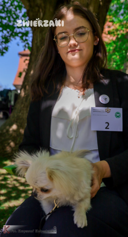 Klubowa Wystawa Chihuahua BABIMOST 2026 – fotorelacja z wyjątkowego wydarzenia