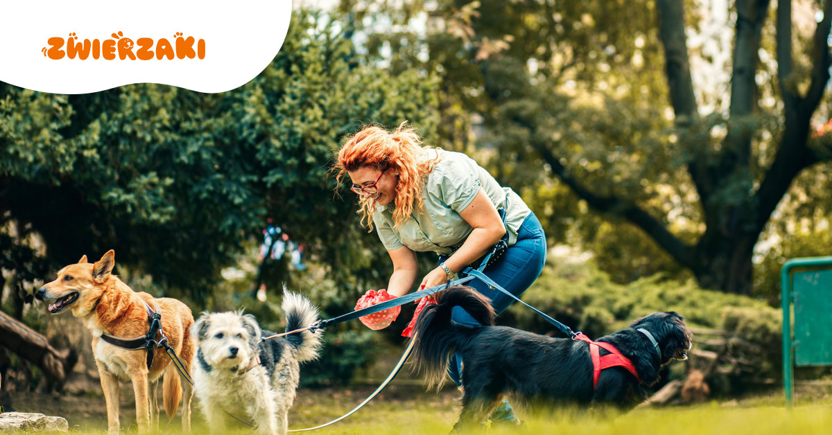 Nowe przepisy w schroniskach dla zwierząt – co się zmienia od dziś?