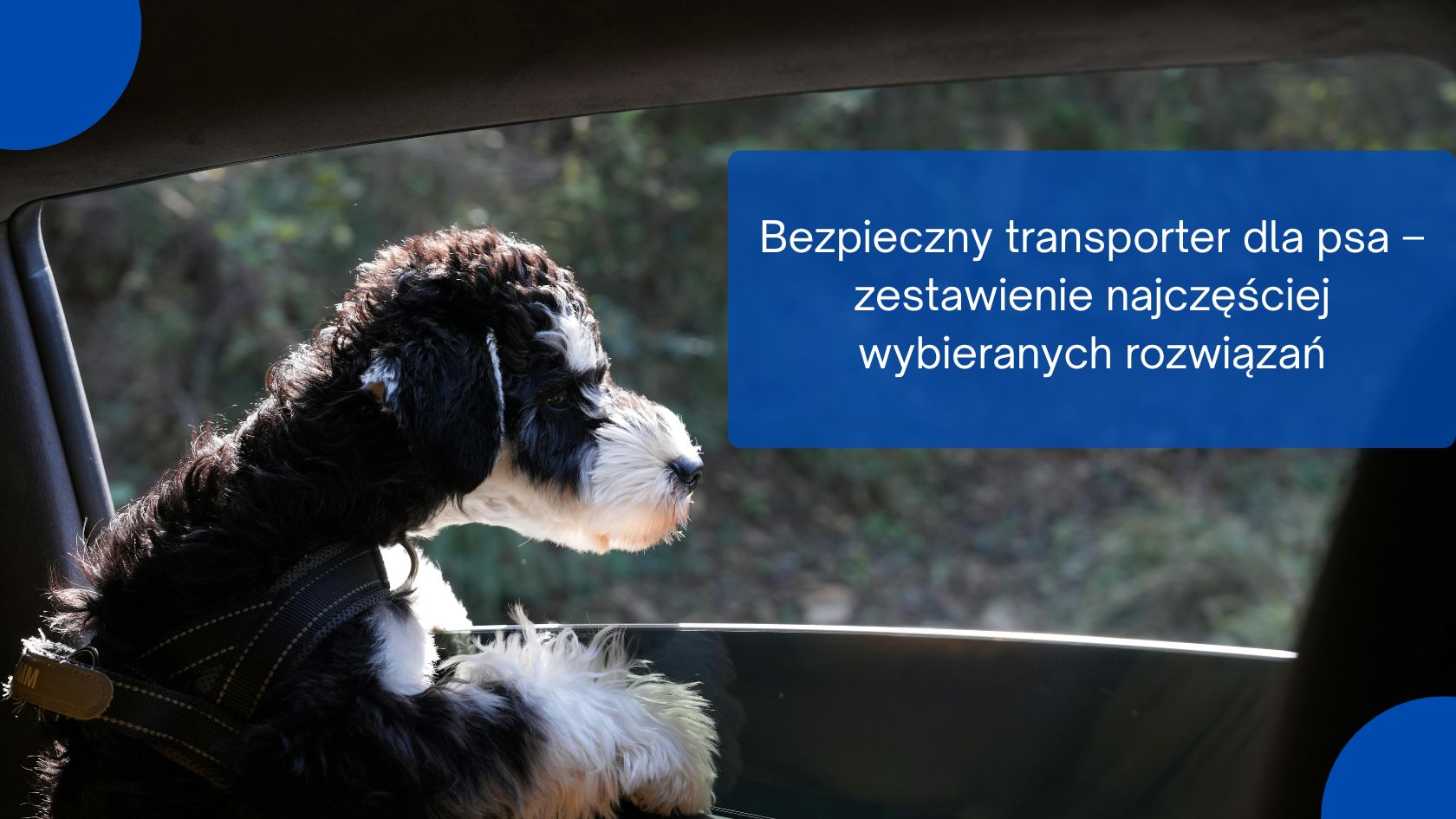 Bezpieczny transporter dla psa - zestawienie najczęściej wybieranych rozwiązań