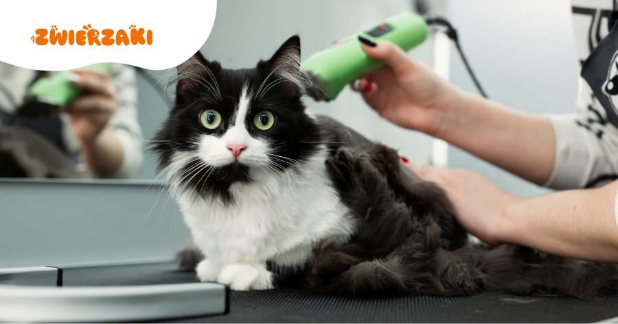 Pierwsza wizyta kota u groomera: jak przygotować pupila i siebie?