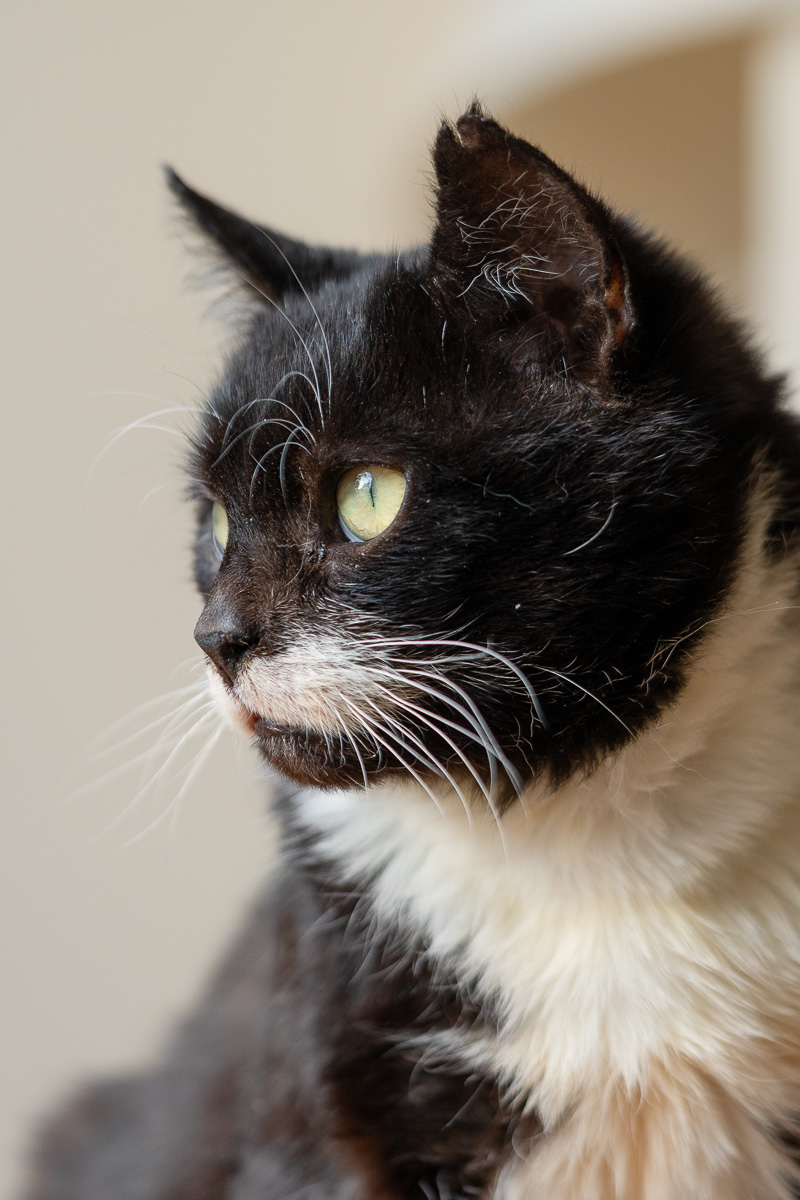 Nuniek szuka domu schronisko Zgierz-aktualne 