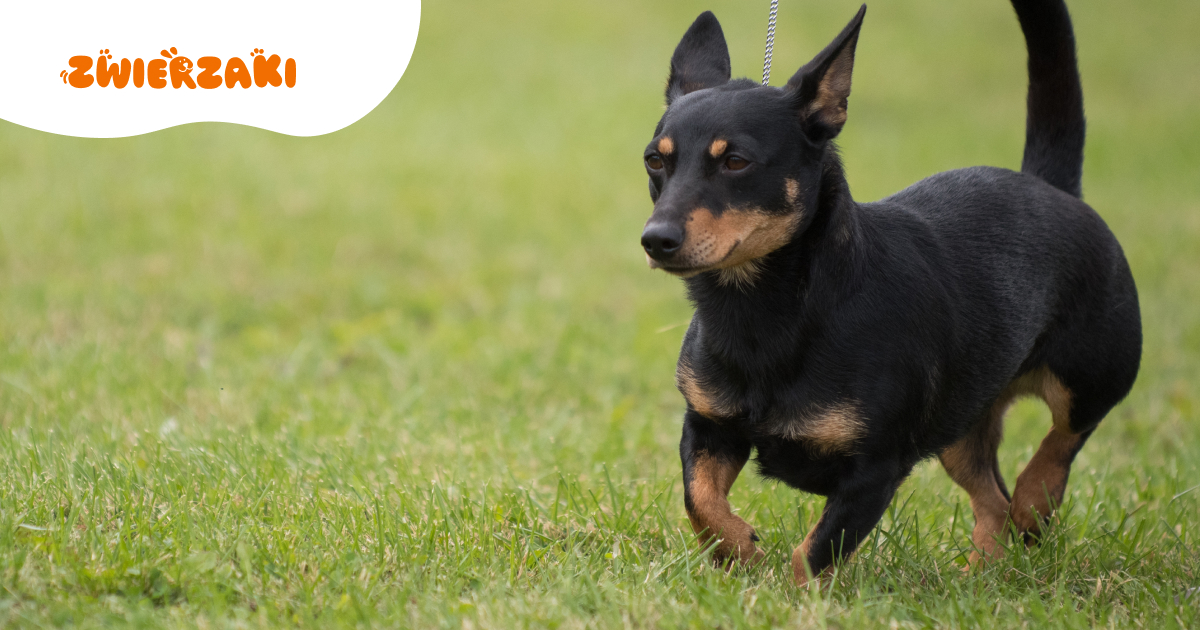 Uroczy, energiczny i czujny lancashire heeler. Co go wyróżnia na tle innych małych ras?