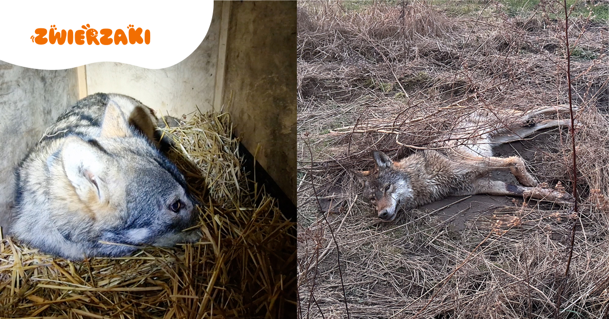Wilcze love story. Mróz czuwał przy umierającej Trzynastce
