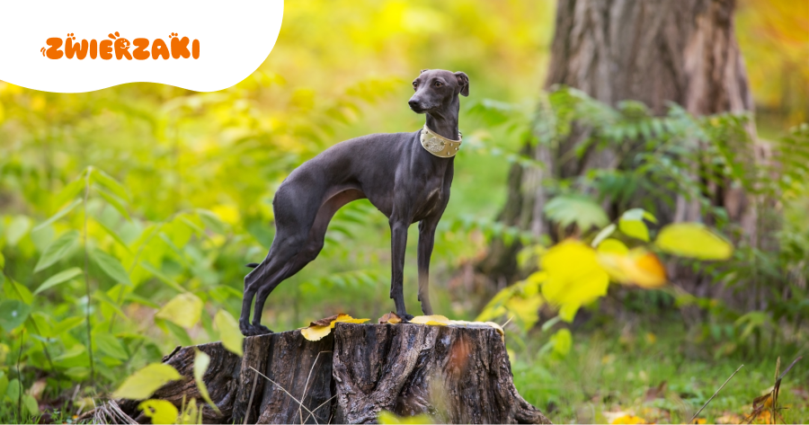 Chart włoski: charakter, potrzeby i codzienna opieka nad rasą