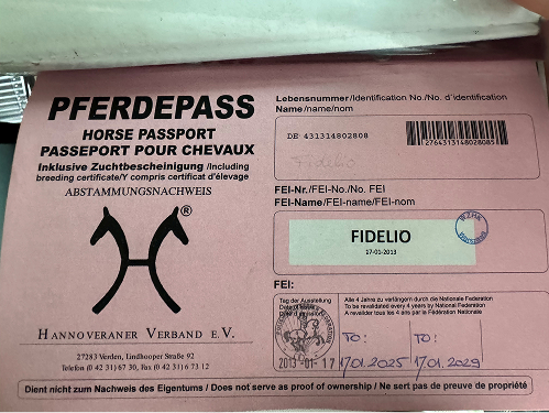 Fidelio – doświadczony koń sportowy - kadrowicz, idealny nauczyciel dla młodzieży