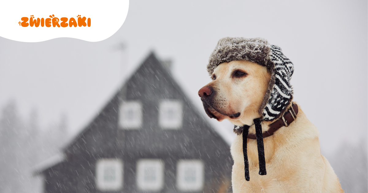 Zimowe spacery z psem seniorem: o czym trzeba pamiętać?