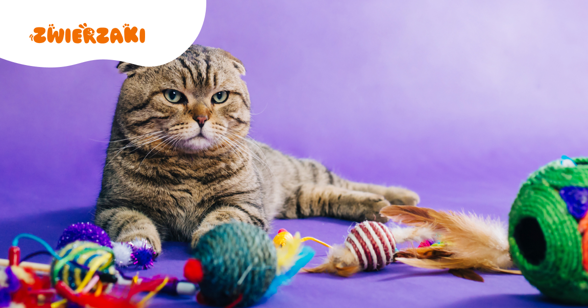 Mentalne zdrowie zwierząt: zabawy, które warto wypróbować