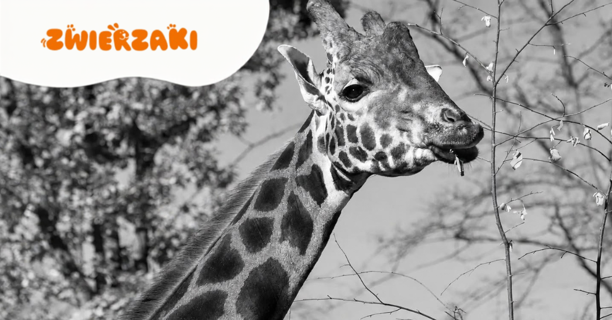 Krakowskie ZOO w żałobie. Odszedł Denar, żyrafa Rothschilda