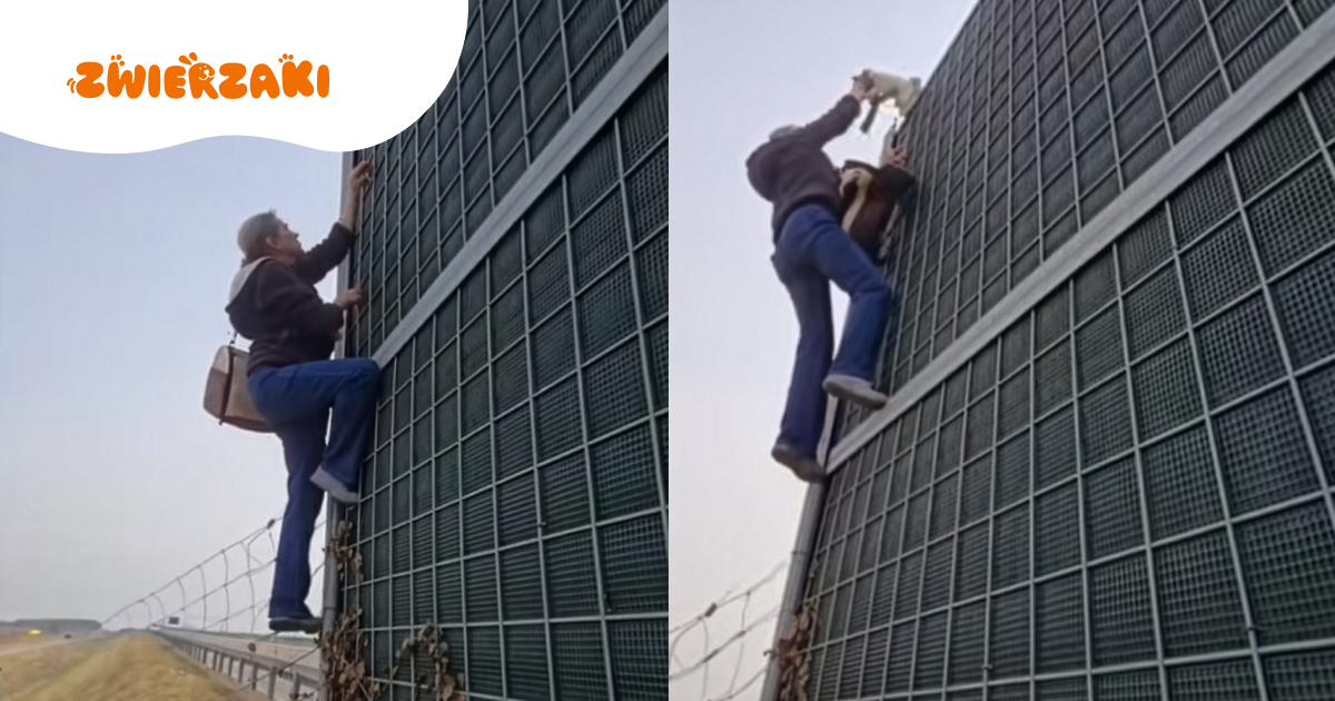 Kotka uwięziona na ekranie akustycznym – nagranie z akcji ratunkowej robi furorę