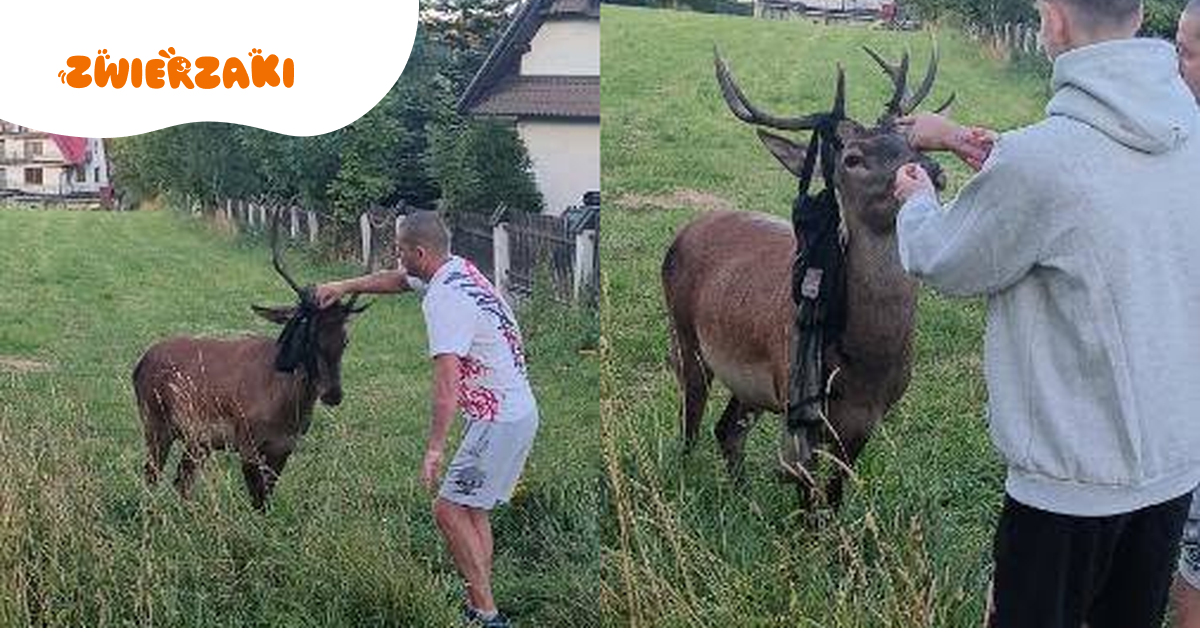 Jeleń chodził z plecakiem na porożu. Pomogli mu turyści