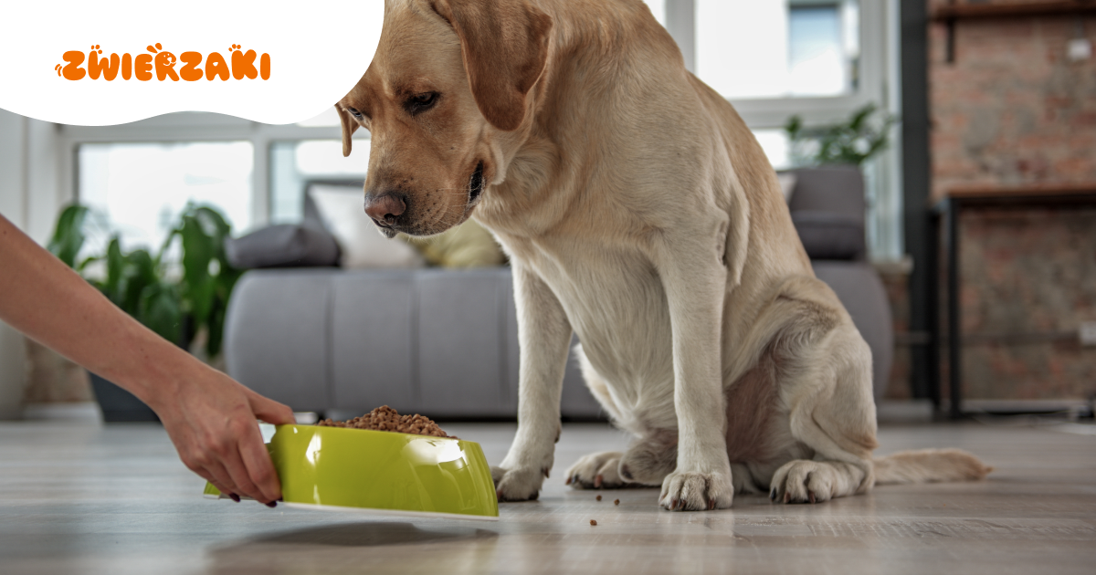 Pies nagle przestaje jeść ulubioną karmę: choroba czy kaprys?