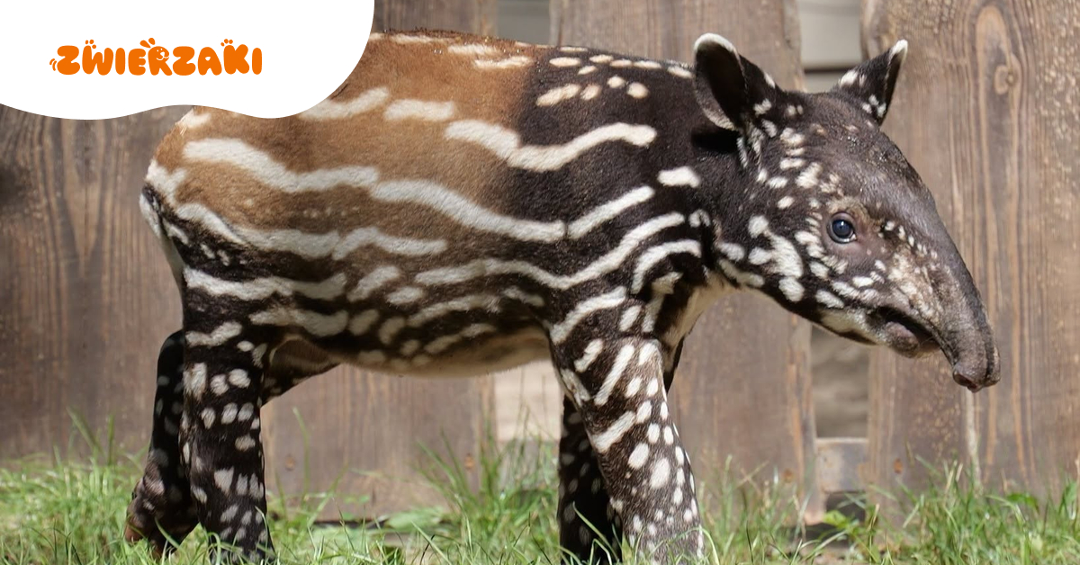 Sensacja w ZOO Płock! Urodził się pierwszy w Polsce tapir malajski