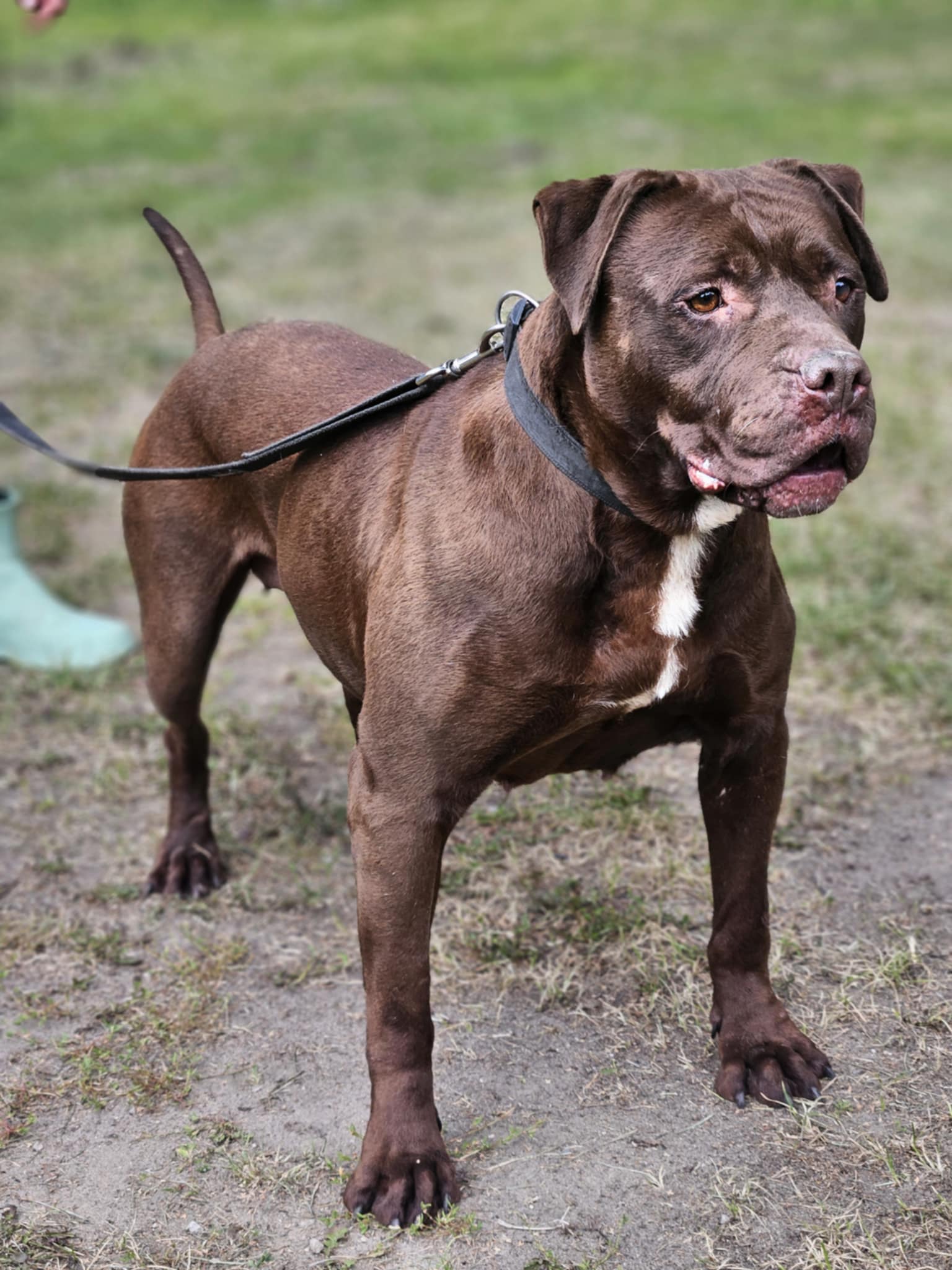 Pitbull Rednose Dasza 