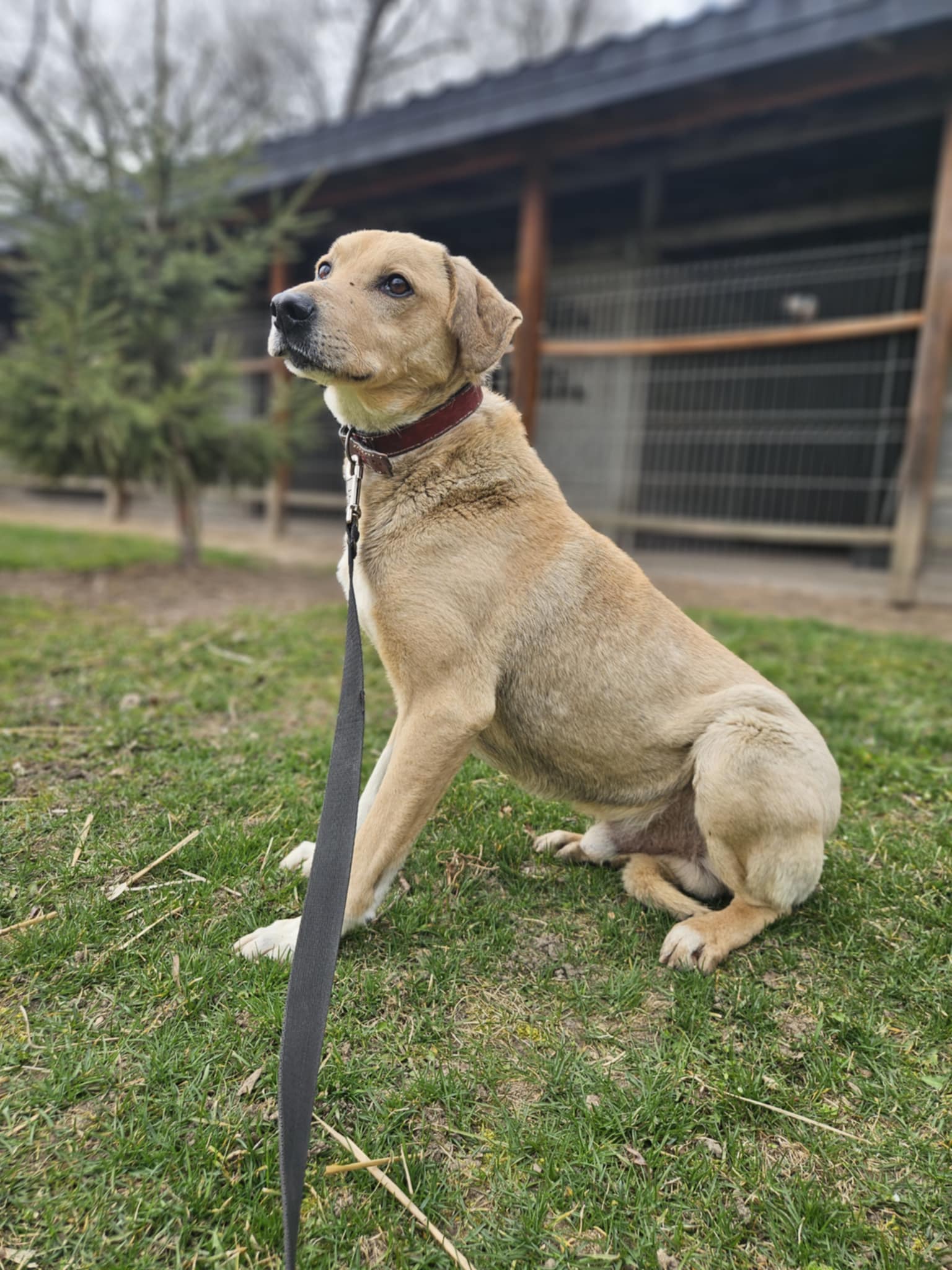 Sunraise mix Labrador 