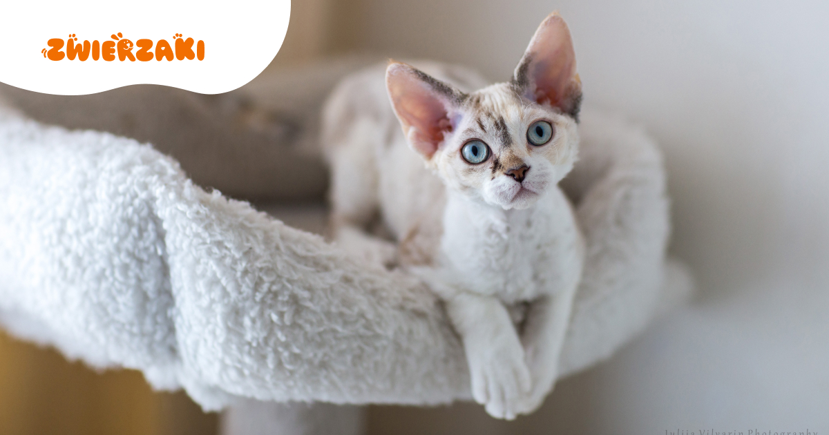 Devon rex – mały kot z wielką osobowością