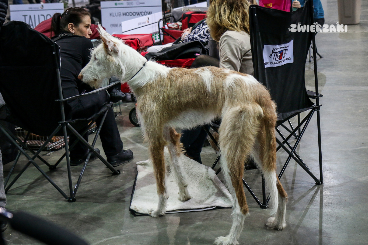 PreZero Arena w Gliwicach: Międzynarodowa Wystawa Psów Rasowych. Mamy zdjęcia!