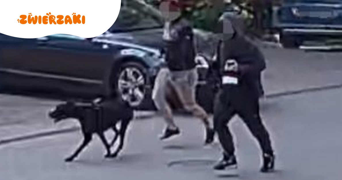 Pies zaatakował rowerzystkę w Białymstoku. Właściciel trafił do więzienia
