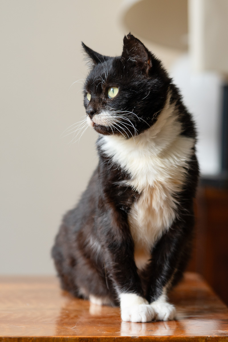 Nuniek szuka domu schronisko Zgierz-aktualne 