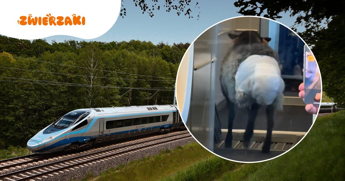 Owca w pampersie w Pendolino. Nietypowa pasażerka wzbudziła sensację