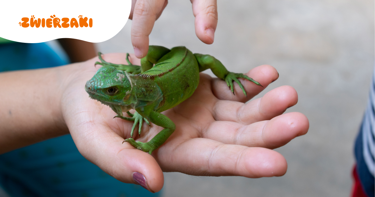 Gady po zimie: jak bezpiecznie wejść w sezon wiosenny?