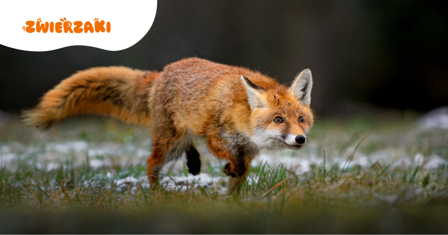 Uwaga na przynęty dla lisów! Co zrobić, gdy pies znajdzie je podczas spaceru?