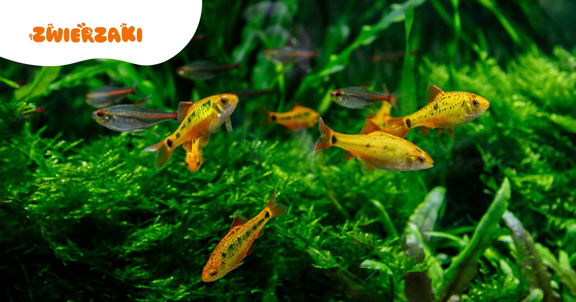 Mikrofauna w akwarium. Jakie organizmy wspierają ekosystem ryb?