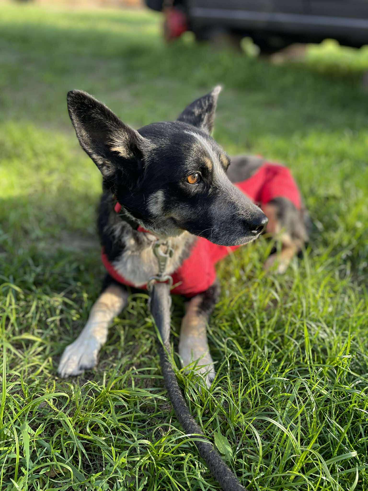 Lena 