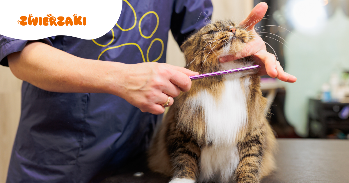 Pielęgnacja kota zimą: co warto wiedzieć o dbaniu o sierść i pazury w zimie?