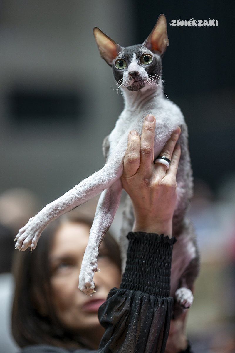 Wystawa kotów w Grodzisku Mazowieckim – kocie piękno i pasja hodowców