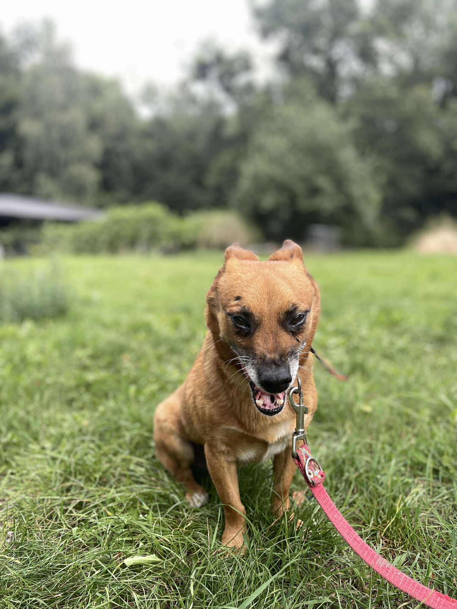 Bigos