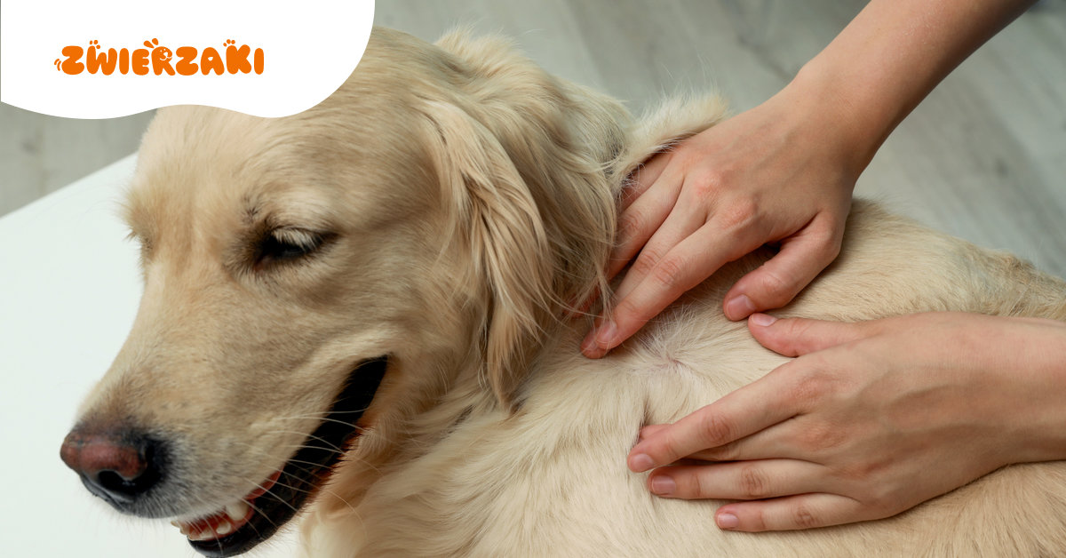 Sezon na kleszcze już się zaczyna - jak chronić siebie i swojego pupila tej wiosny