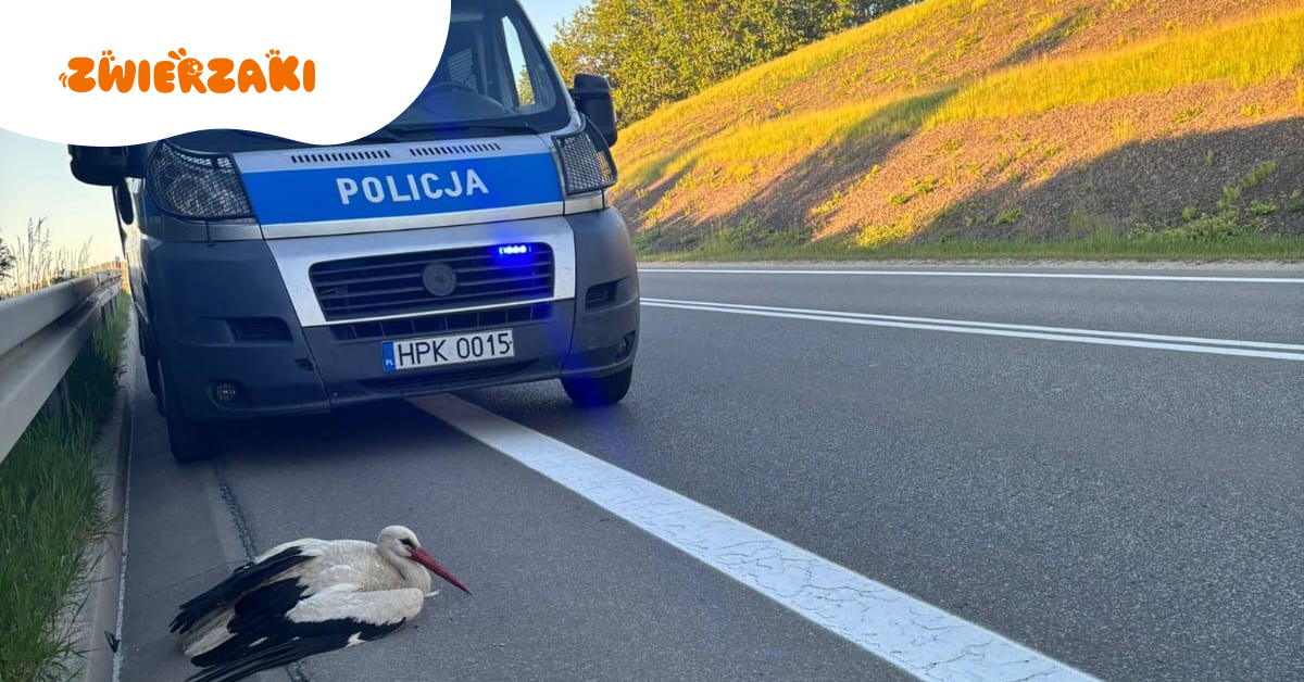 Bocian po wypadku drogowym. Szybki ratunek uratował mu życie na obwodnicy