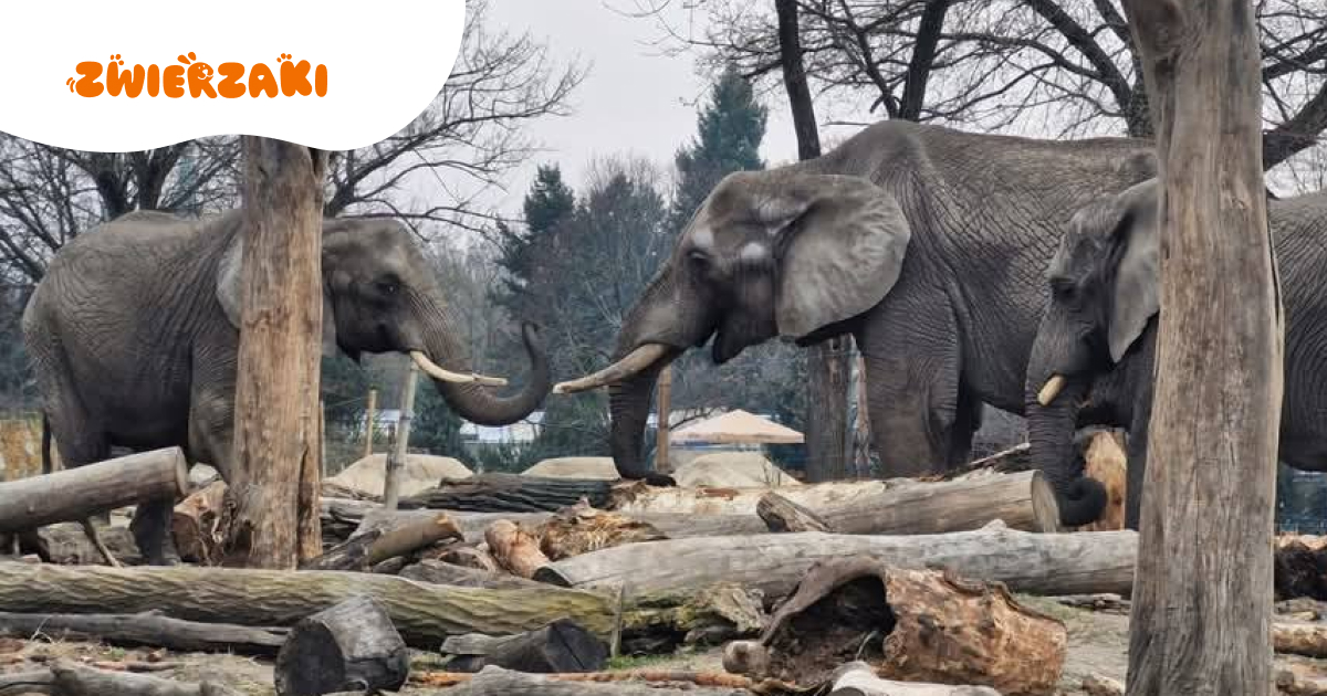Rzuciła jabłka do wybiegu. Bardzo niebezpieczna sytuacja w warszawskim ZOO
