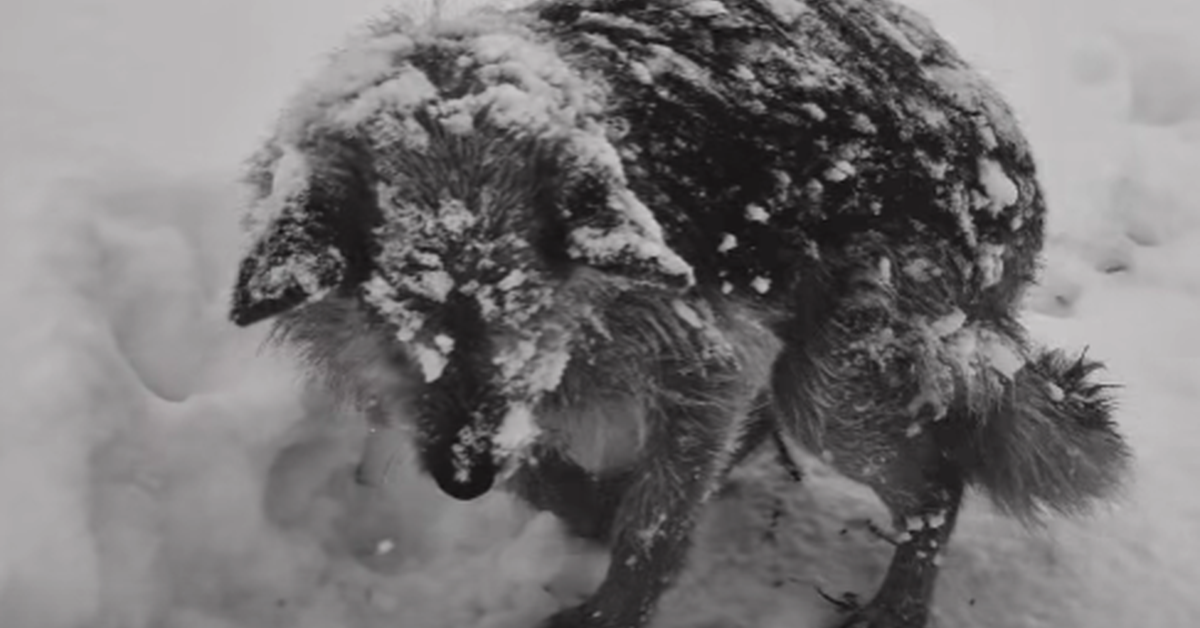 Śnieżynka nie przeżyła. Jak mróz zabija zwierzęta, gdy nikt się nie zatrzymuje