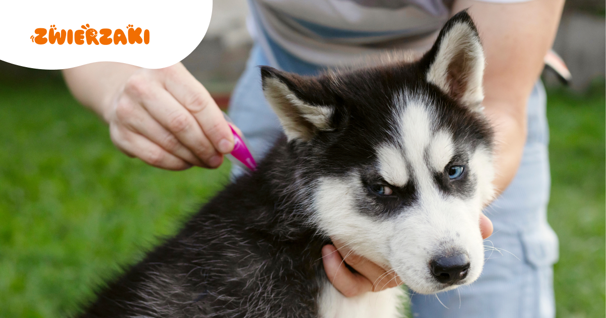 Sezon kleszczowy tuż za rogiem: dlaczego warto zaszczepić psa teraz?