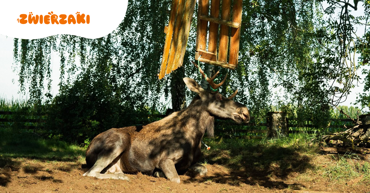 Łoś zaplątał się w linkę od huśtawki. Leśnicy opublikowali film z niezwykłej akcji